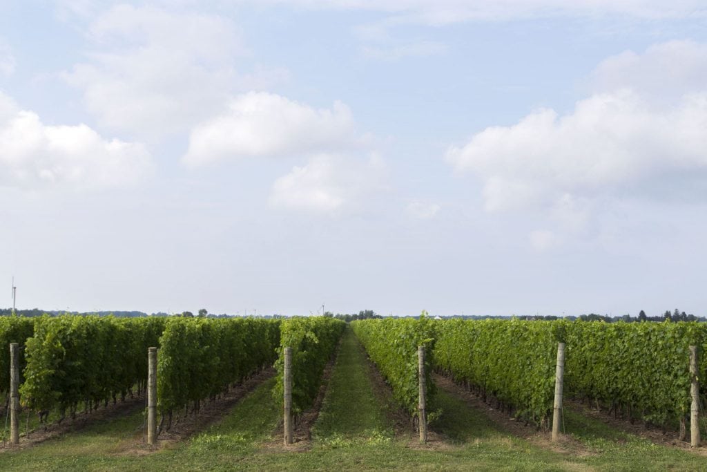 CANADA – Tasting the best ice wine around Niagara on the Lake