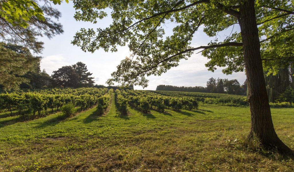 CANADA – Tasting the best ice wine around Niagara on the Lake