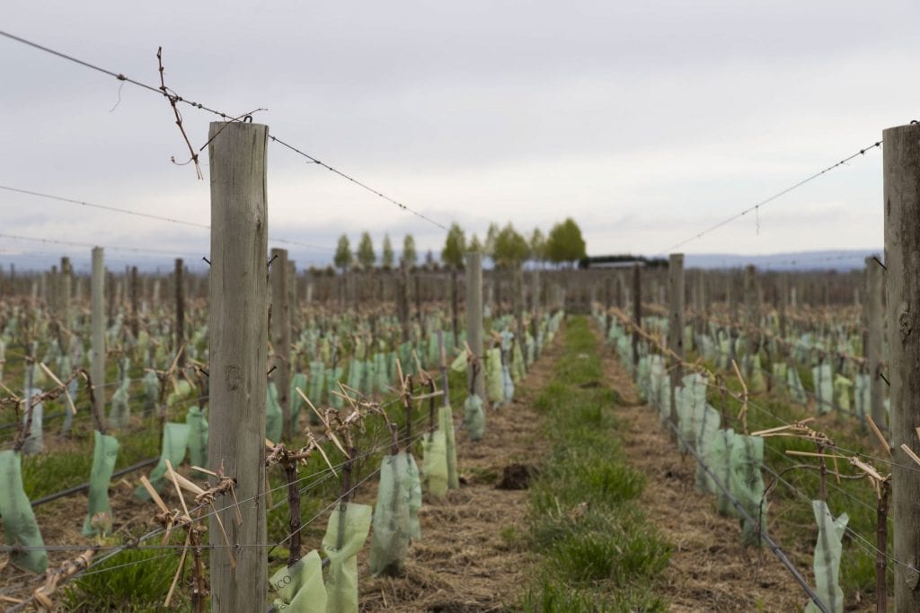 ARGENTINA - A wine tour in the Uco Valley, the better region near Mendoza