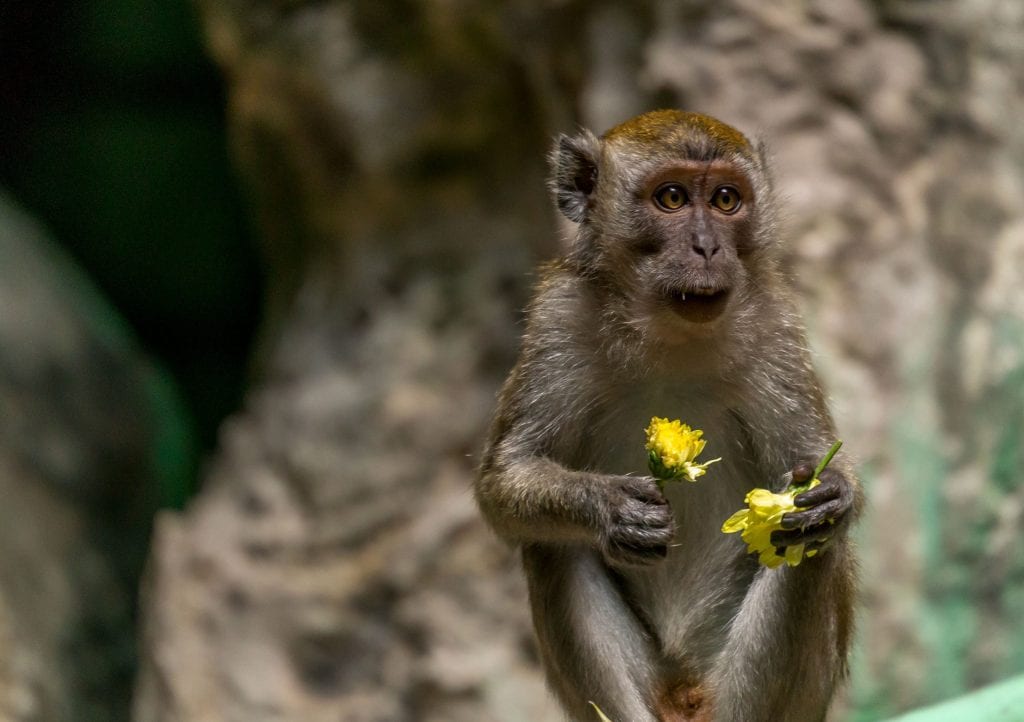 MALAYSIA - Things you must see in Kuala Lumpur if you have just a day