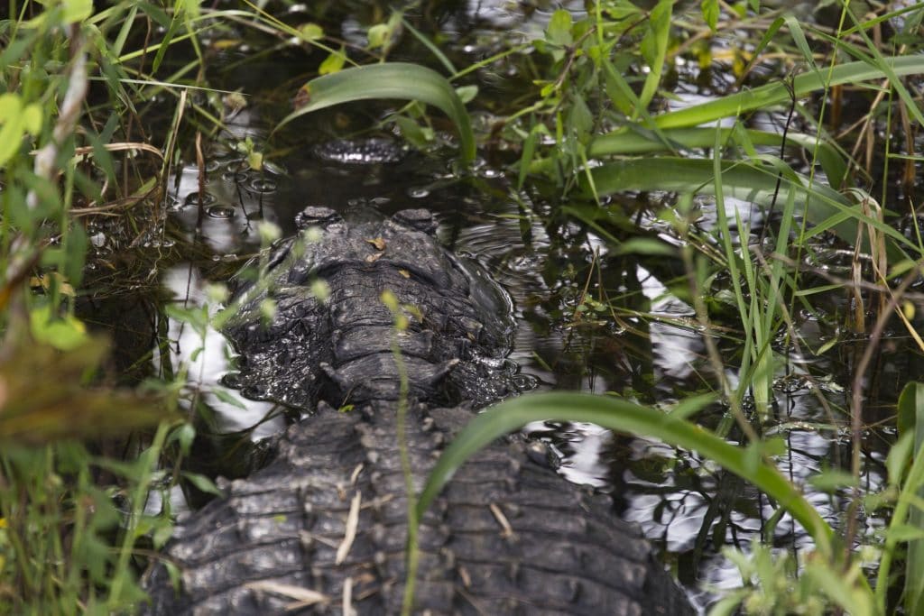 USA - The Everglades main road: 7 trails through different eco-systems