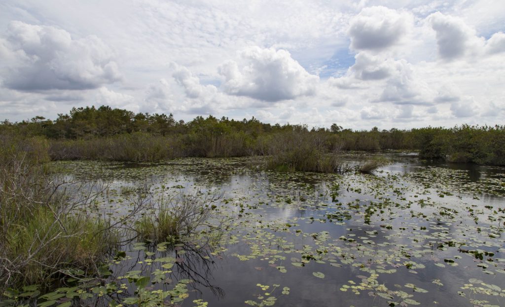 USA - The Everglades main road: 7 trails through different eco-systems