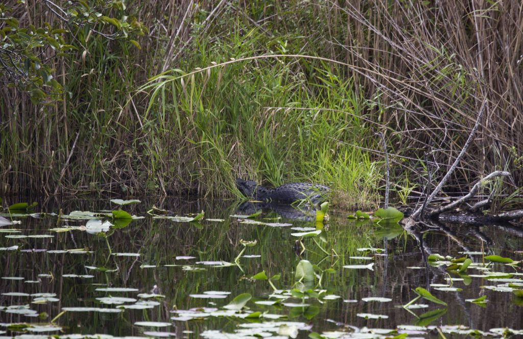 USA - The Everglades main road: 7 trails through different eco-systems