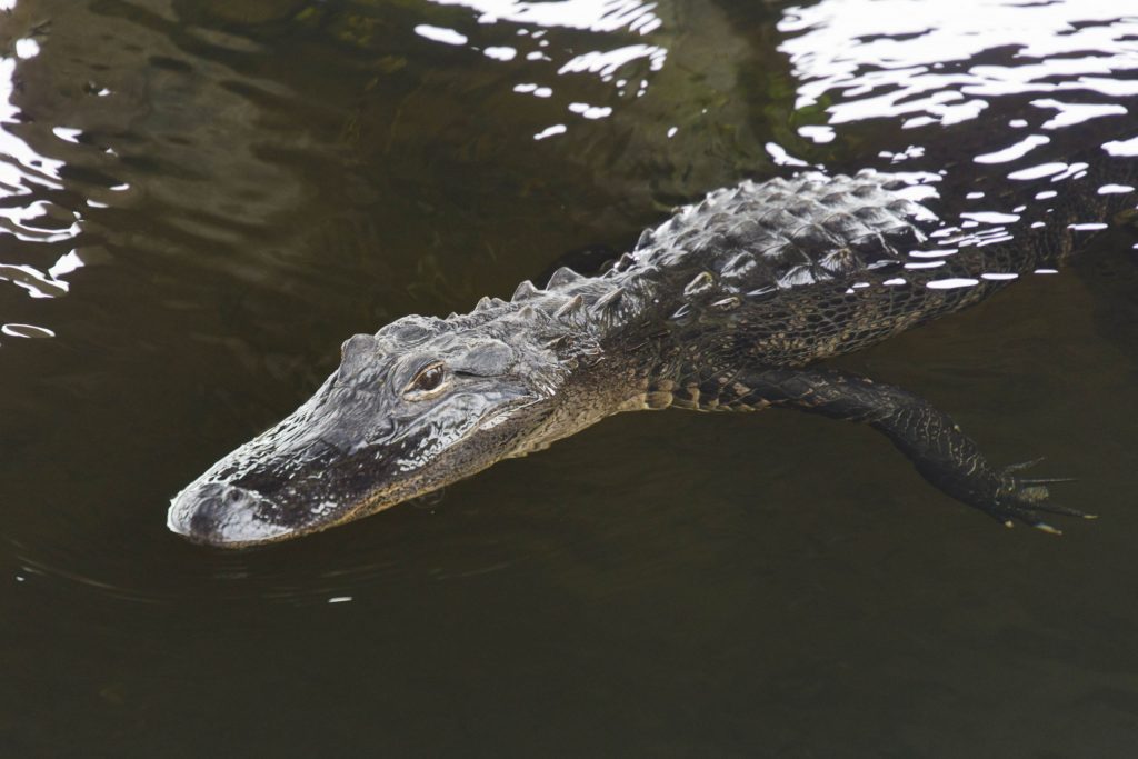 USA - The Everglades main road: 7 trails through different eco-systems