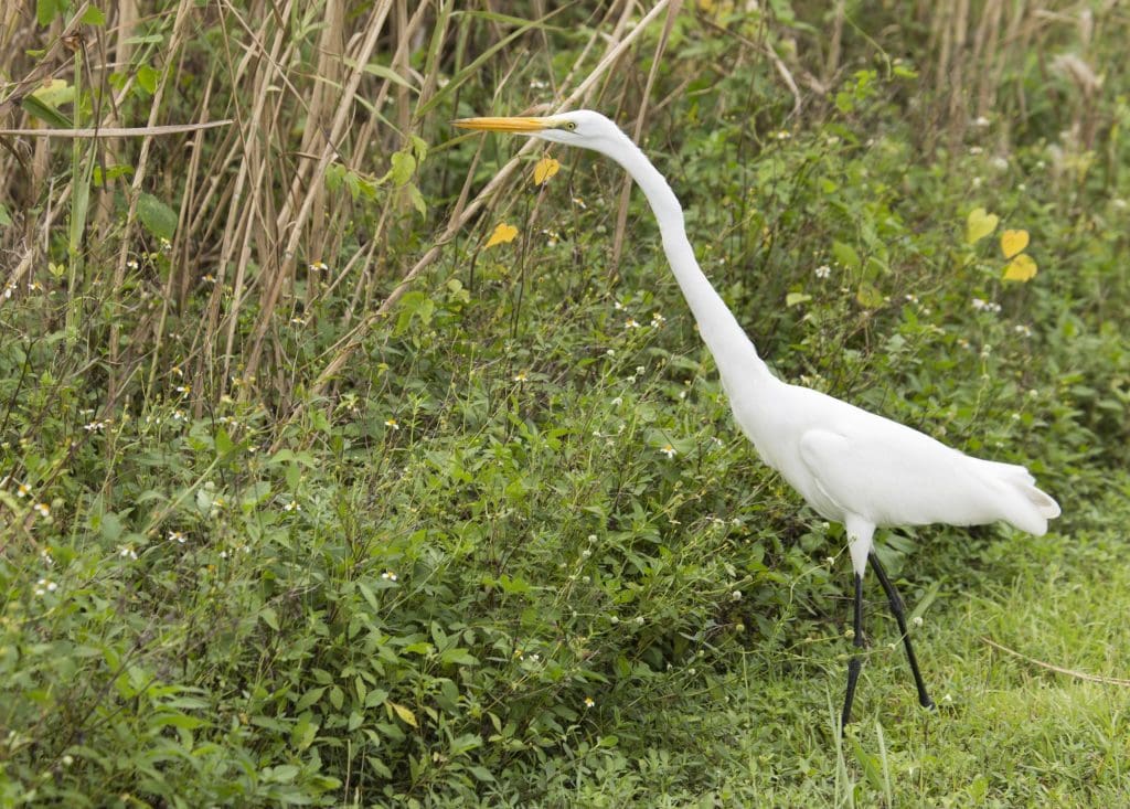 USA - The Everglades main road: 7 trails through different eco-systems