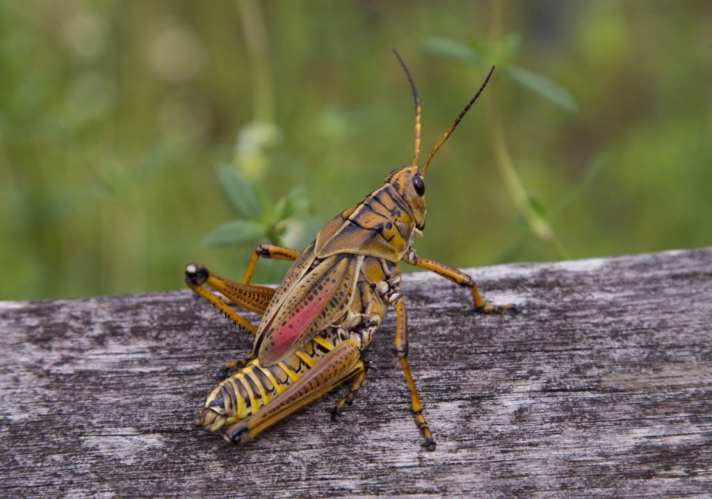 USA - The Everglades main road: 7 trails through different eco-systems