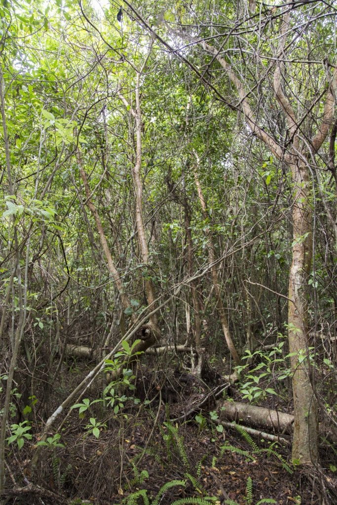 USA - The Everglades main road: 7 trails through different eco-systems