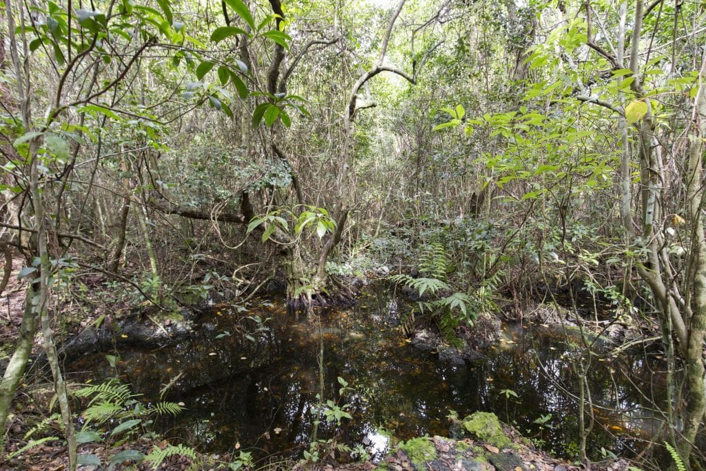 USA - The Everglades main road: 7 trails through different eco-systems