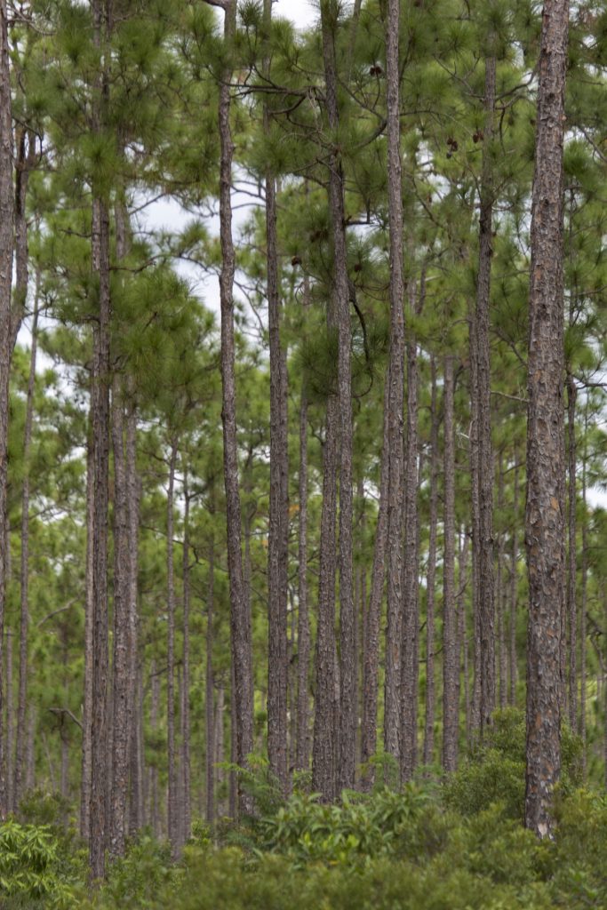 USA - The Everglades main road: 7 trails through different eco-systems