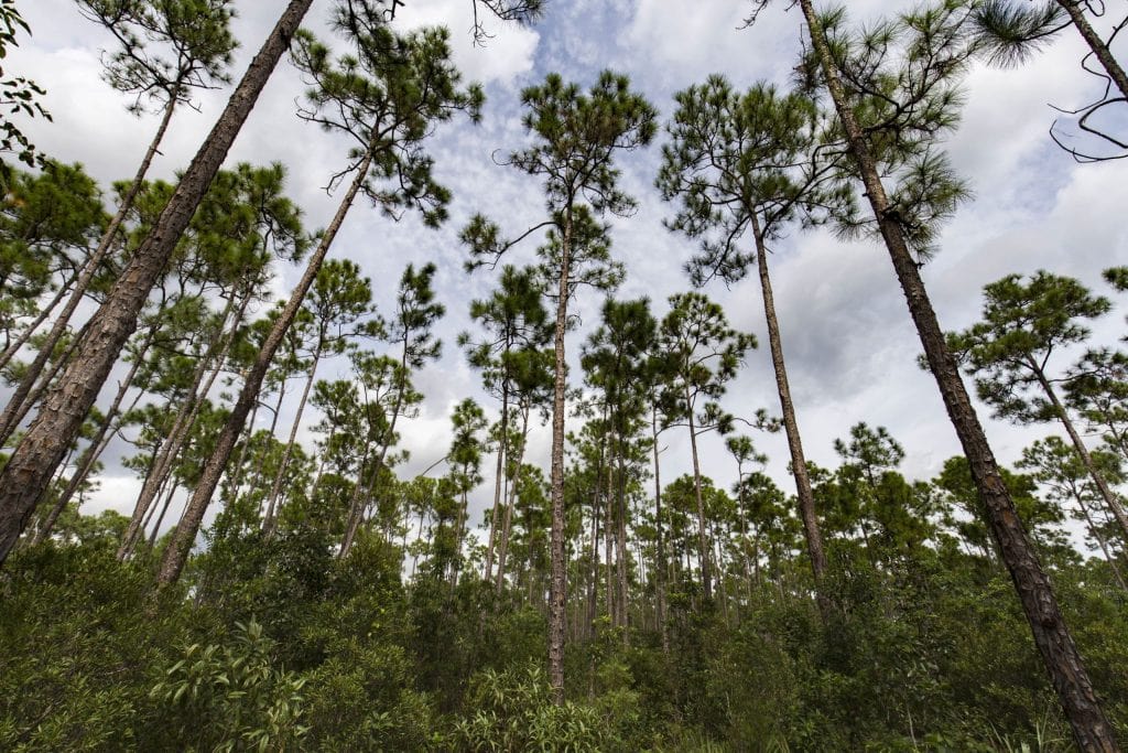USA - The Everglades main road: 7 trails through different eco-systems