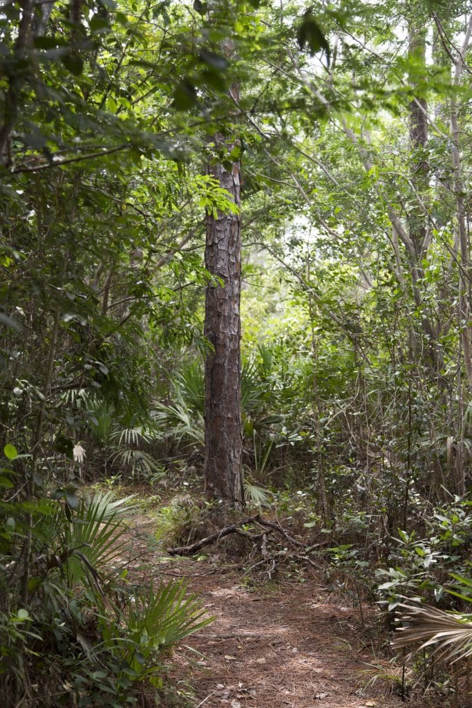 USA - The Everglades main road: 7 trails through different eco-systems