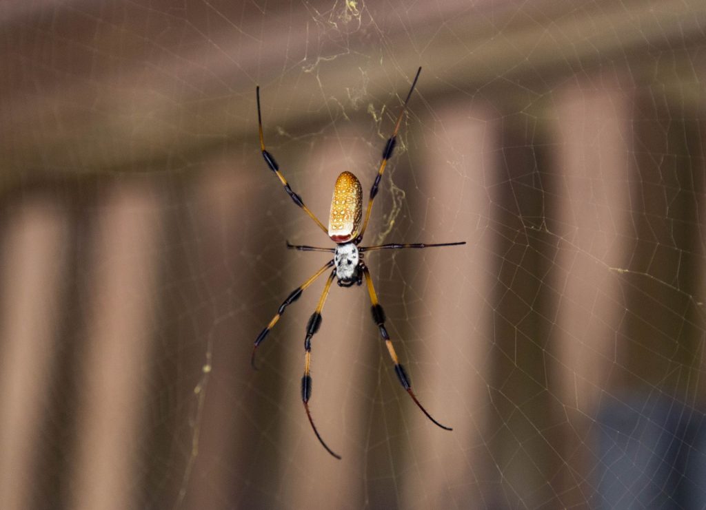 USA - The Everglades main road: 7 trails through different eco-systems