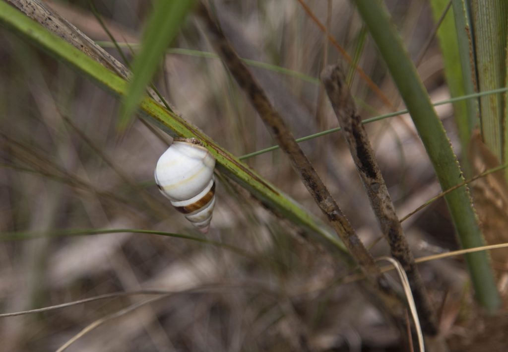 USA - The Everglades main road: 7 trails through different eco-systems