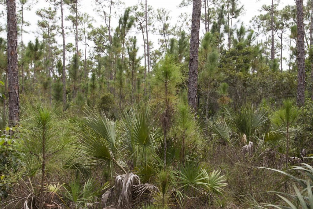 USA - The Everglades main road: 7 trails through different eco-systems