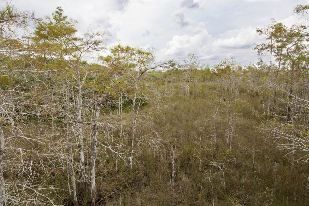 USA - The Everglades main road: 7 trails through different eco-systems