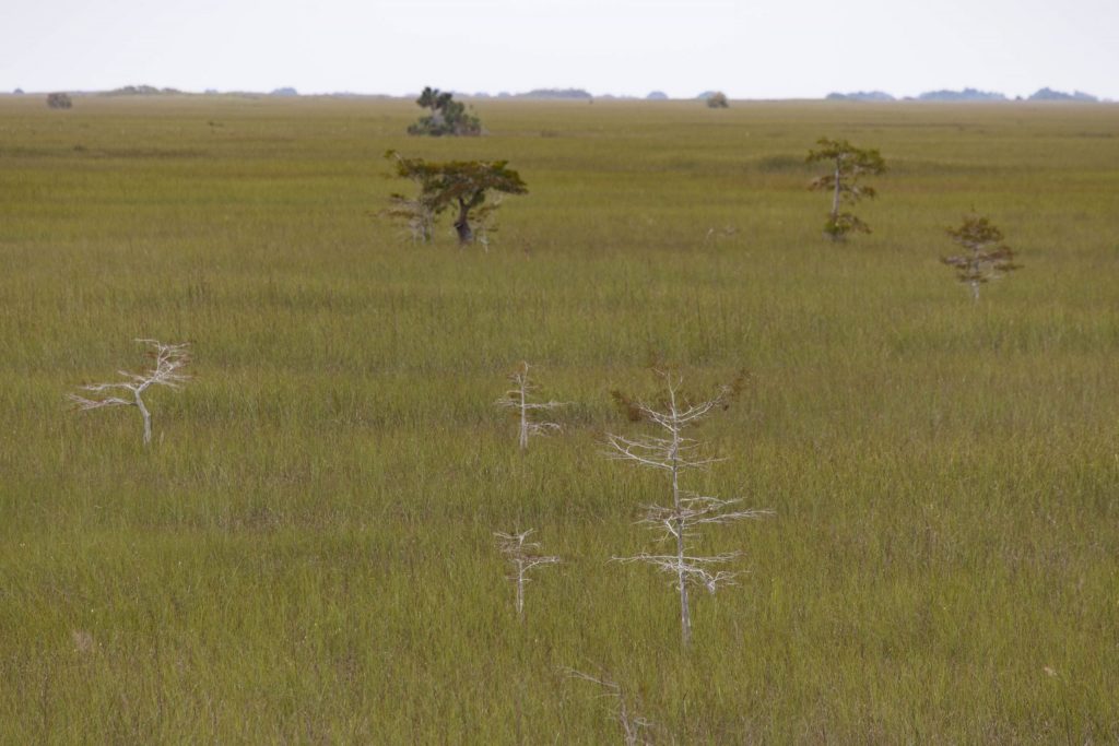 USA - The Everglades main road: 7 trails through different eco-systems