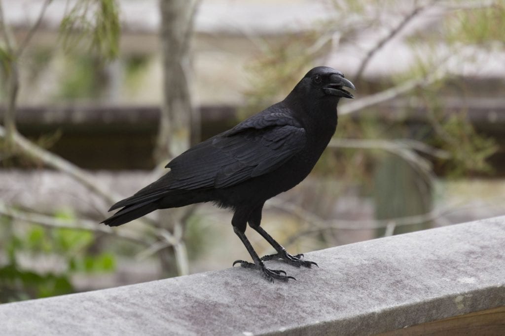 USA - The Everglades main road: 7 trails through different eco-systems