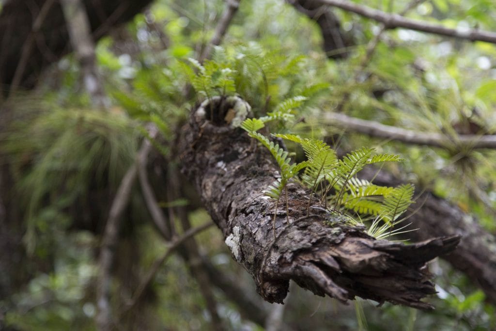 USA - The Everglades main road: 7 trails through different eco-systems