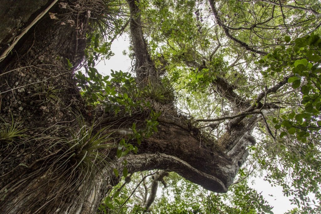USA - The Everglades main road: 7 trails through different eco-systems