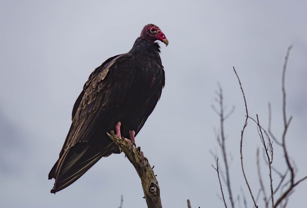 USA - The Everglades main road: 7 trails through different eco-systems