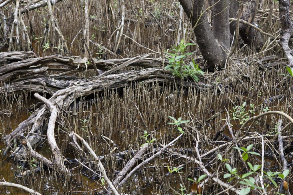 USA - The Everglades main road: 7 trails through different eco-systems
