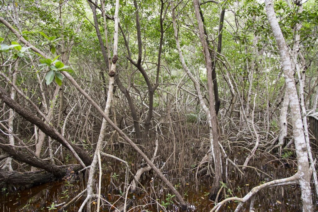 USA - The Everglades main road: 7 trails through different eco-systems