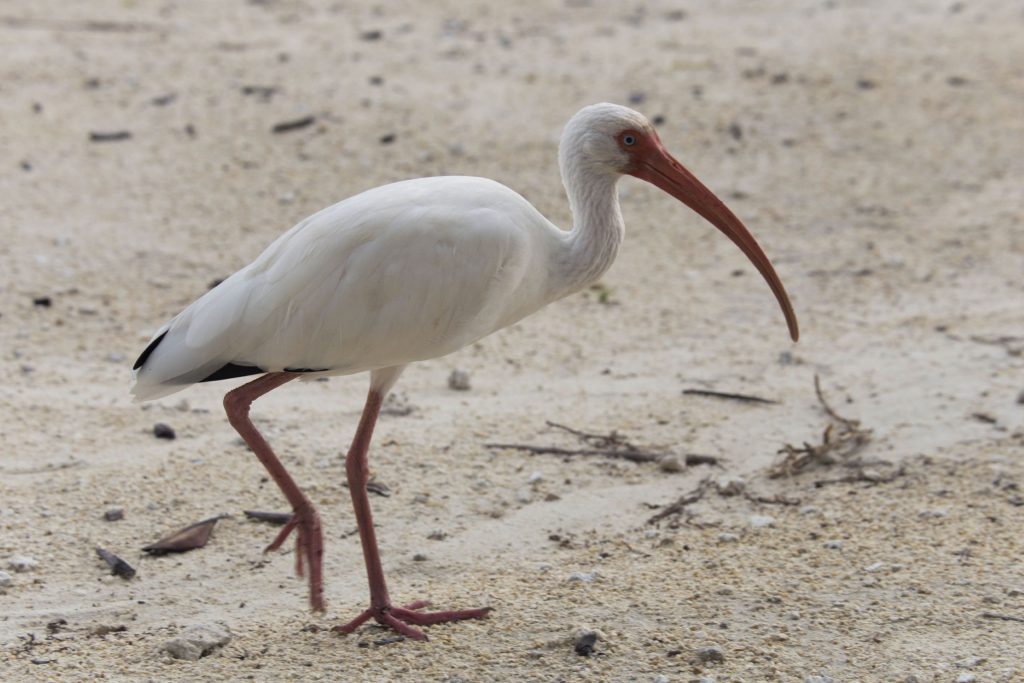 USA - The Florida Keys: Pennekamp Park, Pigeon Key, shooting and the best key lime pie