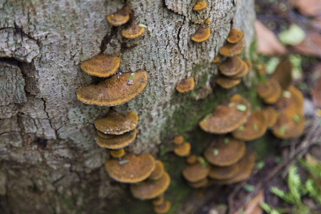 USA - The Florida Keys: Pennekamp Park, Pigeon Key, shooting and the best key lime pie