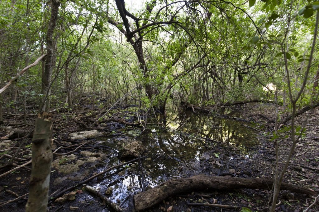 USA - The Florida Keys: Pennekamp Park, Pigeon Key, shooting and the best key lime pie