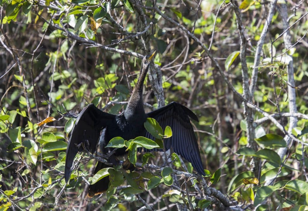 USA - Exploring the Everglades Shark Valley wildlife by bike & air boat