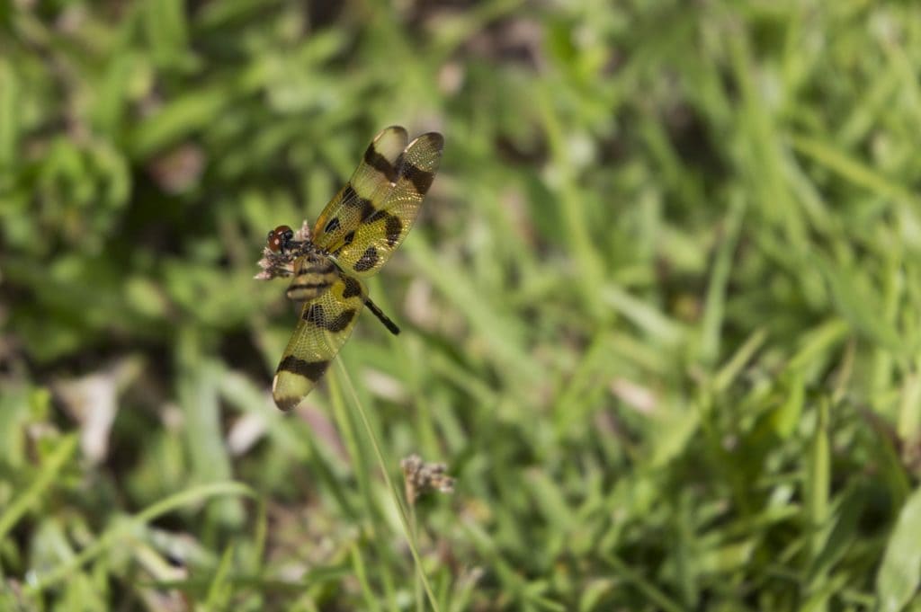 USA - Exploring the Everglades Shark Valley wildlife by bike & air boat