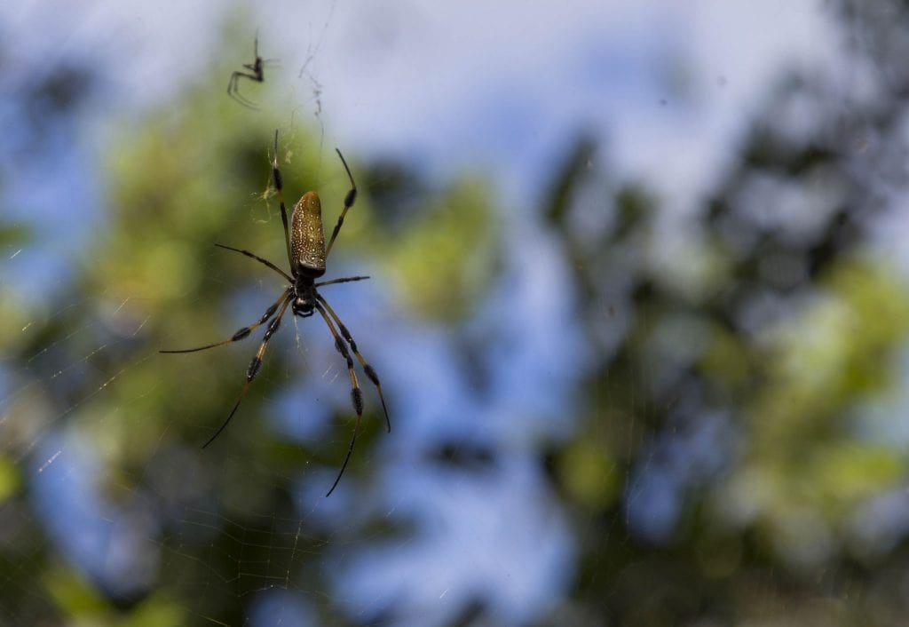 USA - Exploring the Everglades Shark Valley wildlife by bike & air boat