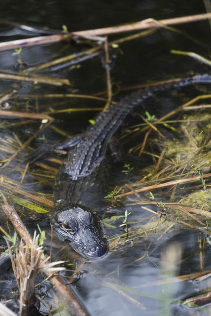 USA - Exploring the Everglades Shark Valley wildlife by bike & air boat