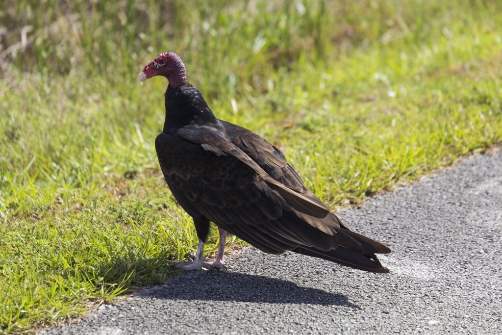 USA - Exploring the Everglades Shark Valley wildlife by bike & air boat