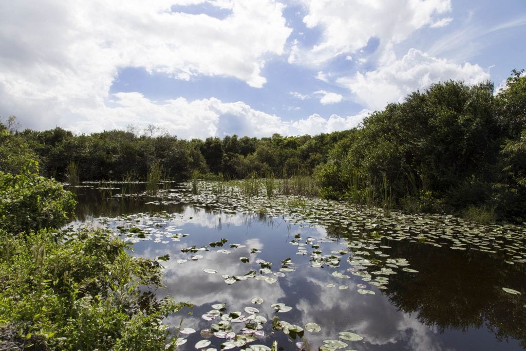 USA - Exploring the Everglades Shark Valley wildlife by bike & air boat