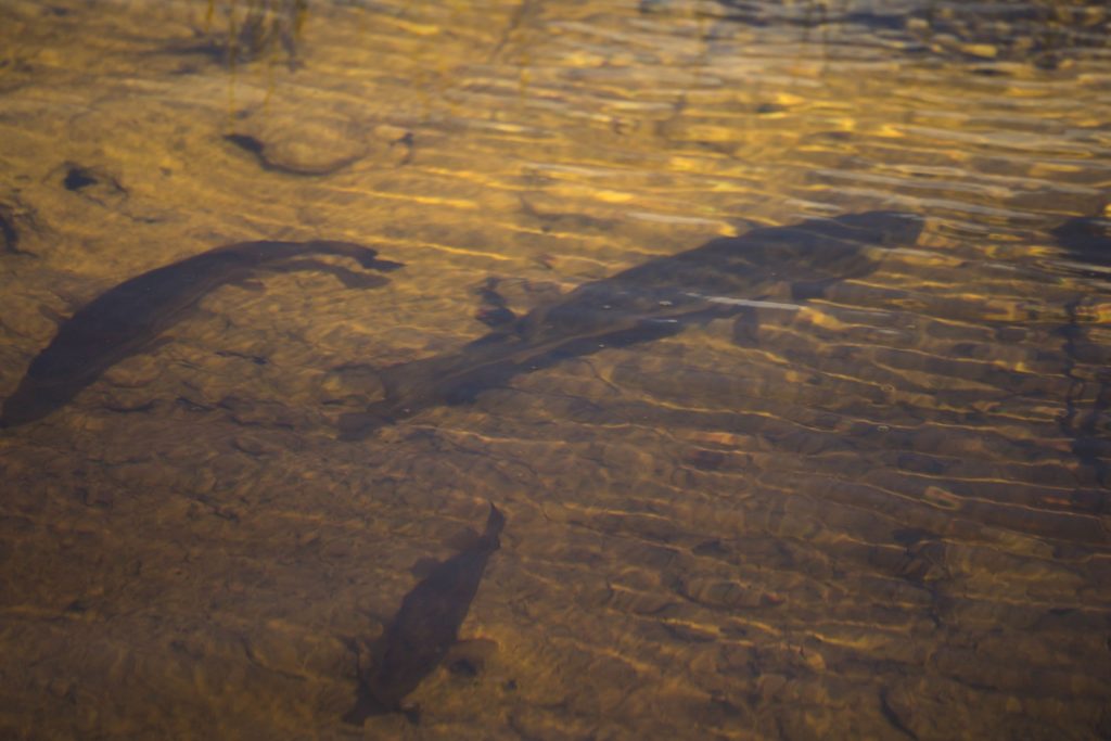 USA - Exploring the Everglades Shark Valley wildlife by bike & air boat