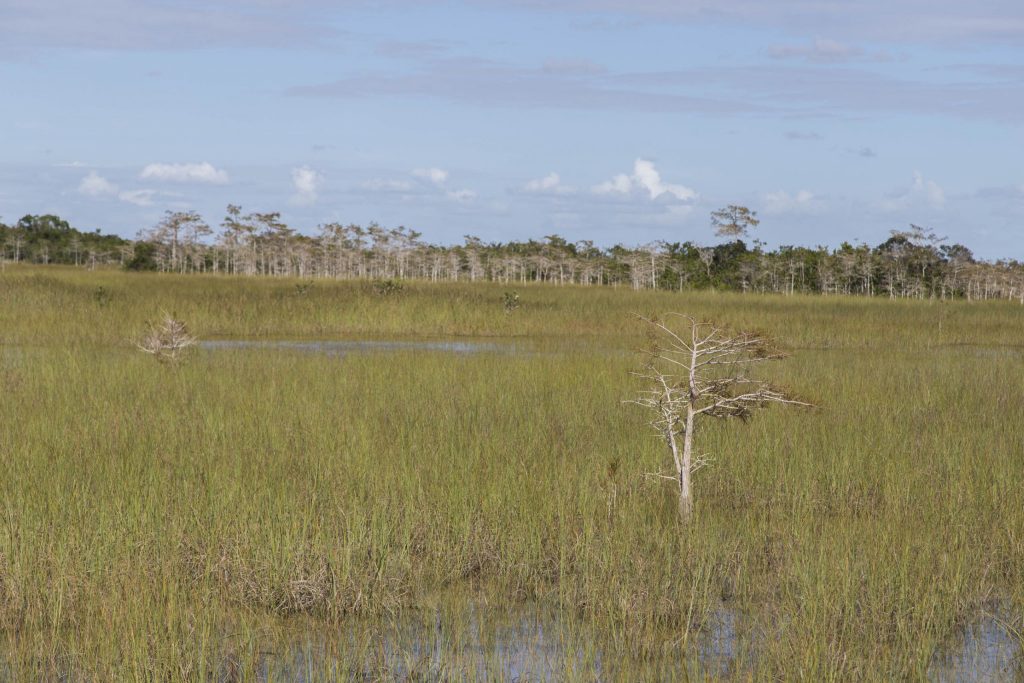 USA - Exploring the Everglades Shark Valley wildlife by bike & air boat