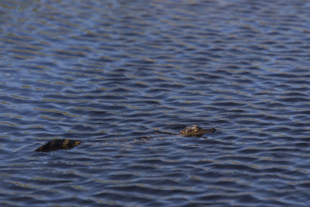 USA - Exploring the Everglades Shark Valley wildlife by bike & air boat