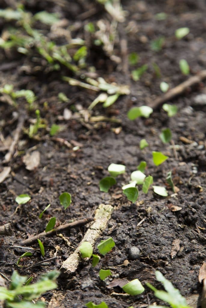 PANAMA - Going back to old Panama and fortifications along east coast