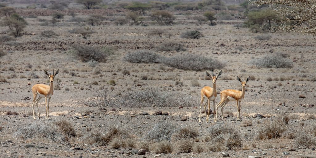 Djalero Park - DJIBOUTI - The best 1-week Djibouti roadtrip itinerary with a 4x4 landcruiser