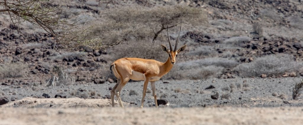 Djalero Park - DJIBOUTI - The best 1-week Djibouti roadtrip itinerary with a 4x4 landcruiser