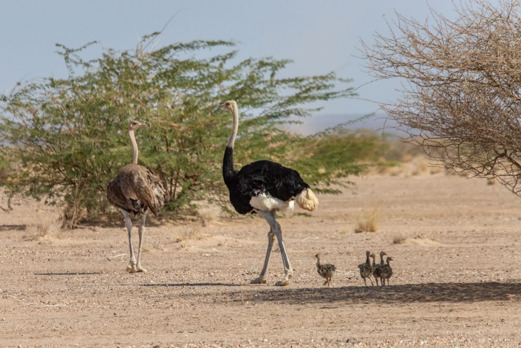 Lake Abbe Ostrich - DJIBOUTI - The best 1-week Djibouti roadtrip itinerary with a 4x4 landcruiser