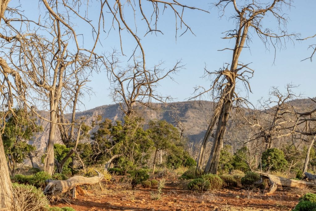 Foret du Day - DJIBOUTI - The best 1-week Djibouti roadtrip itinerary with a 4x4 landcruiser