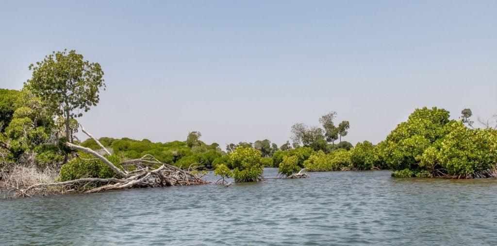 Godoria Mangrove - DJIBOUTI - The best 1-week Djibouti roadtrip itinerary with a 4x4 landcruiser