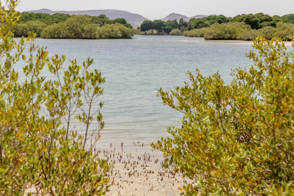 Khor Angar Mangrove - DJIBOUTI - The best 1-week Djibouti roadtrip itinerary with a 4x4 landcruiser