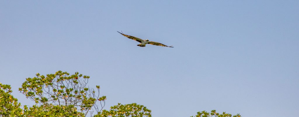 Bird in Godoria Mangrove - DJIBOUTI - The best 1-week Djibouti roadtrip itinerary with a 4x4 landcruiser