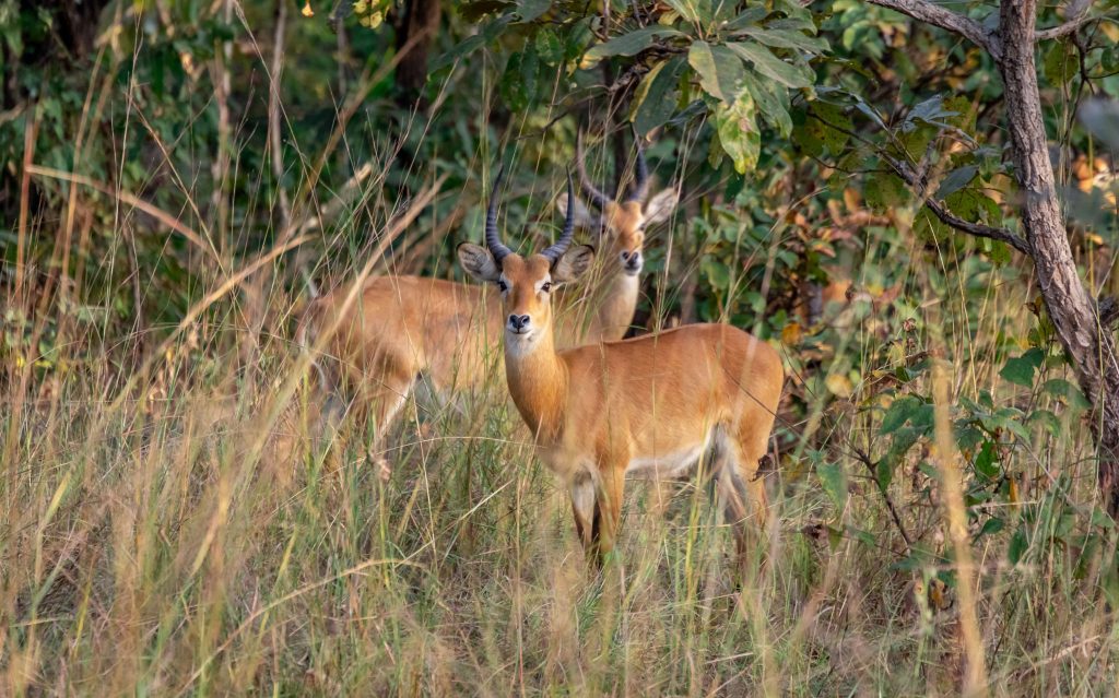Antelope Sarakawa Wildlife Park - TOGO - Best 10-day itinerary for a road trip from south to north