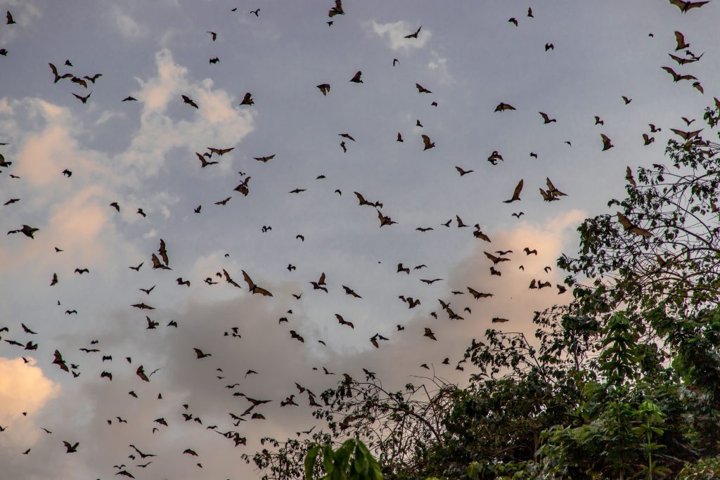 Bat cave Kpalime - TOGO - Best 10-day itinerary for a road trip from south to north