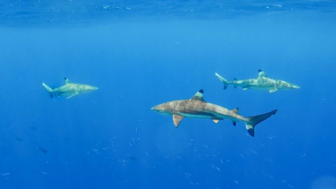 3-sharks-micronesia-fsm-diving-snorkeling-on-yap-and-a-swim-with-sharks-GOPR3329