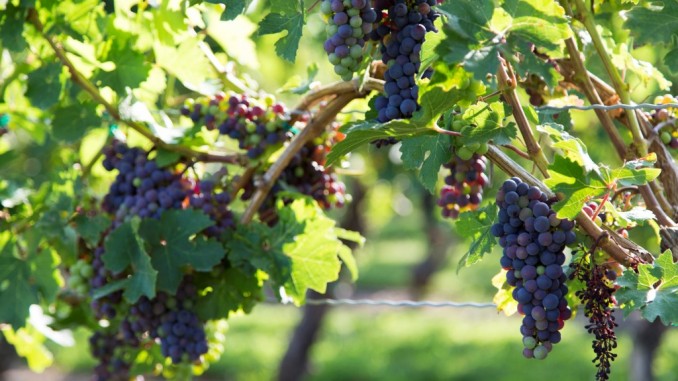 Canada-Ontario-Icewine-Tasting-Niagara-on-the-Lake
